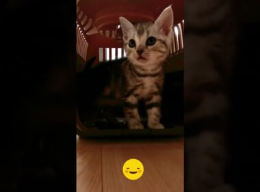 コニーがはじめて家に来た日　#shorts #アメショー #コニーの子猫時代