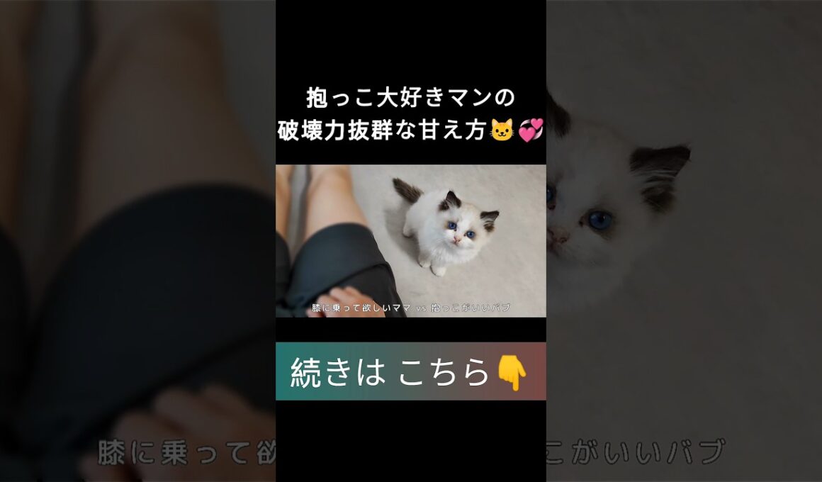 #shorts #ラグドール #子猫 #甘えん坊猫 #ぬいぐるみ猫 #ragdollcat