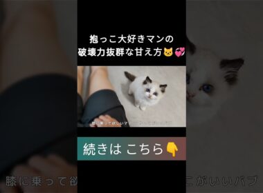 #shorts #ラグドール #子猫 #甘えん坊猫 #ぬいぐるみ猫 #ragdollcat