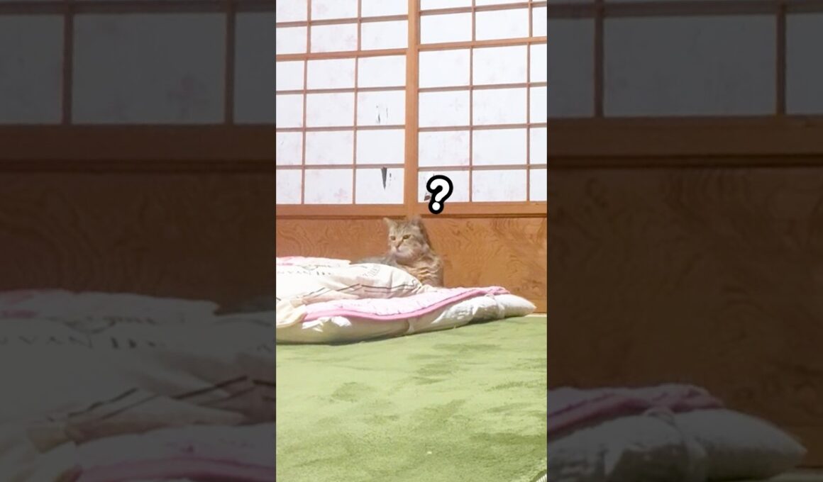 隣で寝てるはずのお母さんが居ない事に気付いた元野良猫はこうなる…汗 #元野良猫 #鳴き声 #甘えん坊