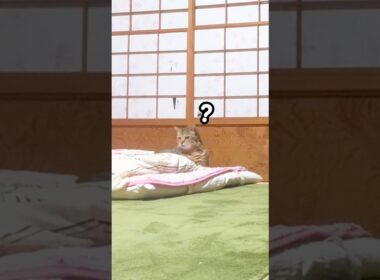 隣で寝てるはずのお母さんが居ない事に気付いた元野良猫はこうなる…汗 #元野良猫 #鳴き声 #甘えん坊