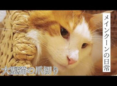 【ノーカット】大型猫メインクーンの爪切りをしました。