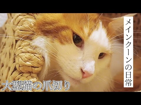 【ノーカット】大型猫メインクーンの爪切りをしました。