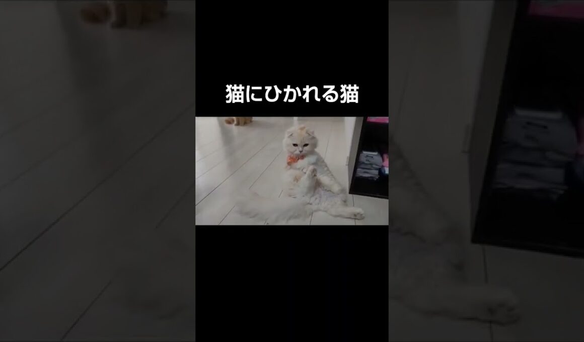 猫にひかれる猫【🐈#shorts 🐾】