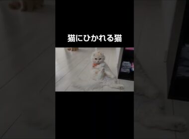 猫にひかれる猫【🐈#shorts 🐾】