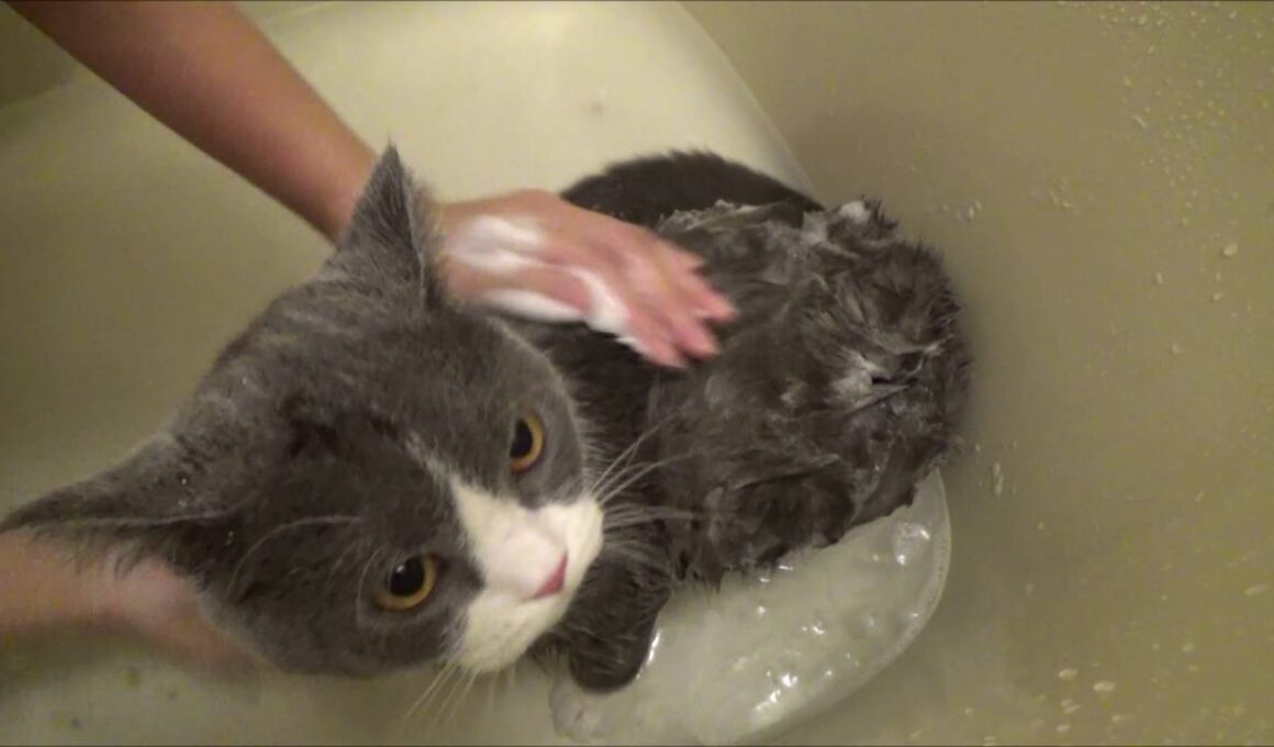 初めてのシャンプー（毛割れに効果あり） ｜ ブリティッシュショートヘア 猫の小鉄