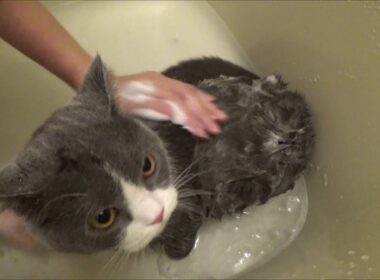 初めてのシャンプー（毛割れに効果あり） ｜ ブリティッシュショートヘア 猫の小鉄