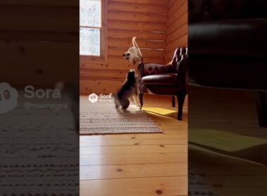 遊ぶシベリアンハスキーとシャム猫/A Siberian Husky and a Siamese cat playing #cat #dog #cuteanimal