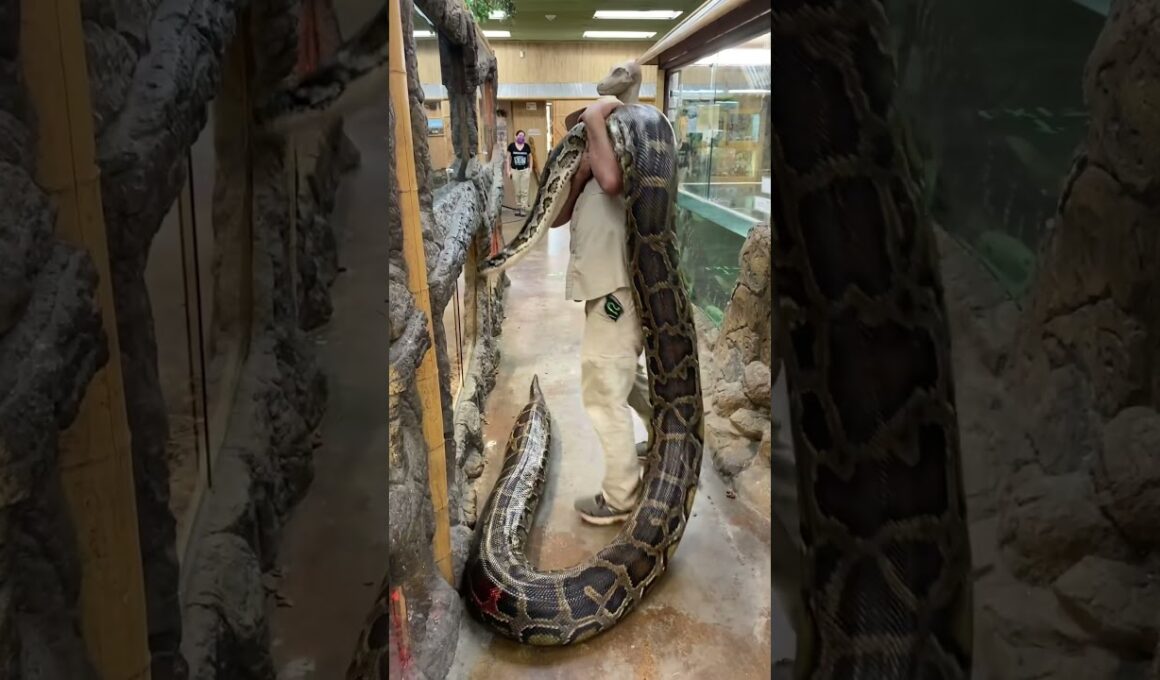 地球上で最大のビルマニシキヘビ😳 #ショートパンツ #ヘビ #パイソン #爬虫類 #動物