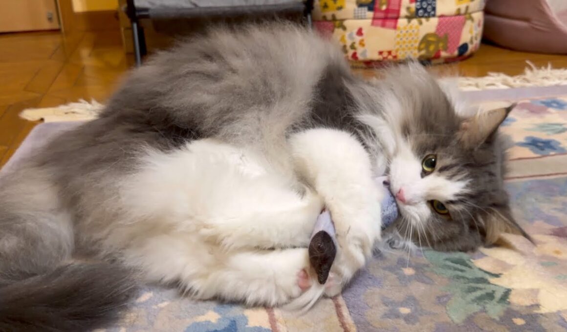 【カワイイ🩷】キャットニップで興奮して遊ぶノルウェージャンフォレストキャットと、全く興味なしなターキッシュアンゴラwww