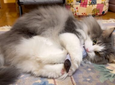 【カワイイ🩷】キャットニップで興奮して遊ぶノルウェージャンフォレストキャットと、全く興味なしなターキッシュアンゴラwww