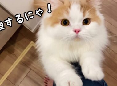 無視すると足に何度も抱きついてくる甘えんぼ猫！