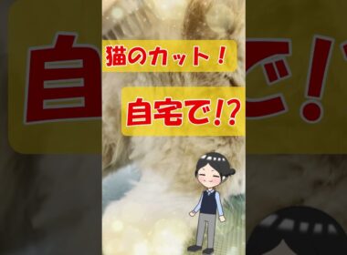 猫の「抜け毛」。もう気にならない！最新ブラシ&バリカンをご紹介！#Shorts