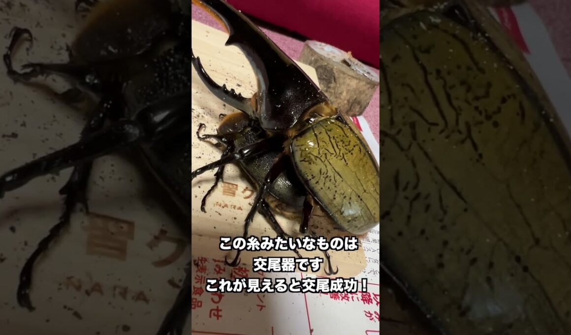 ○○中にヘラクレスから赤い糸が出てきた