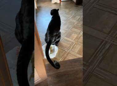 Luna makes sure we don't leave our things lying around 😅