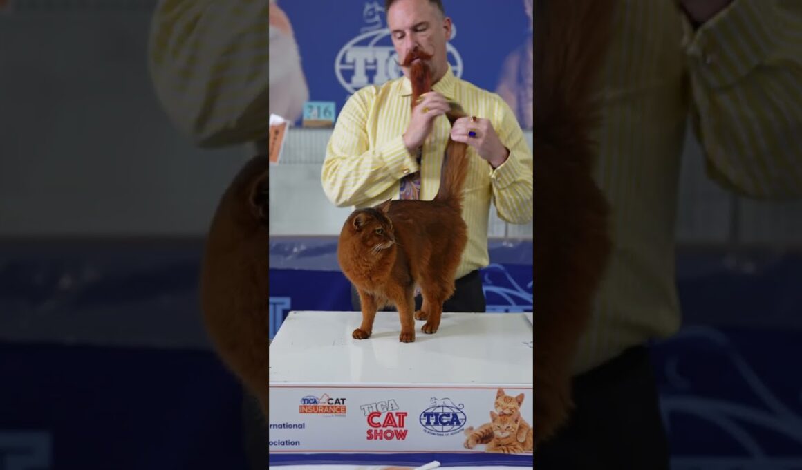 Somali Cat or Style Icon? Judge’s Beard Says Both! #ticacats  #cat #pets