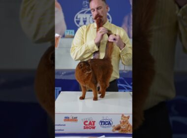 Somali Cat or Style Icon? Judge’s Beard Says Both! #ticacats  #cat #pets