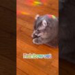 虹と猫 #ねこ動画 #アメリカンカール #catshorts