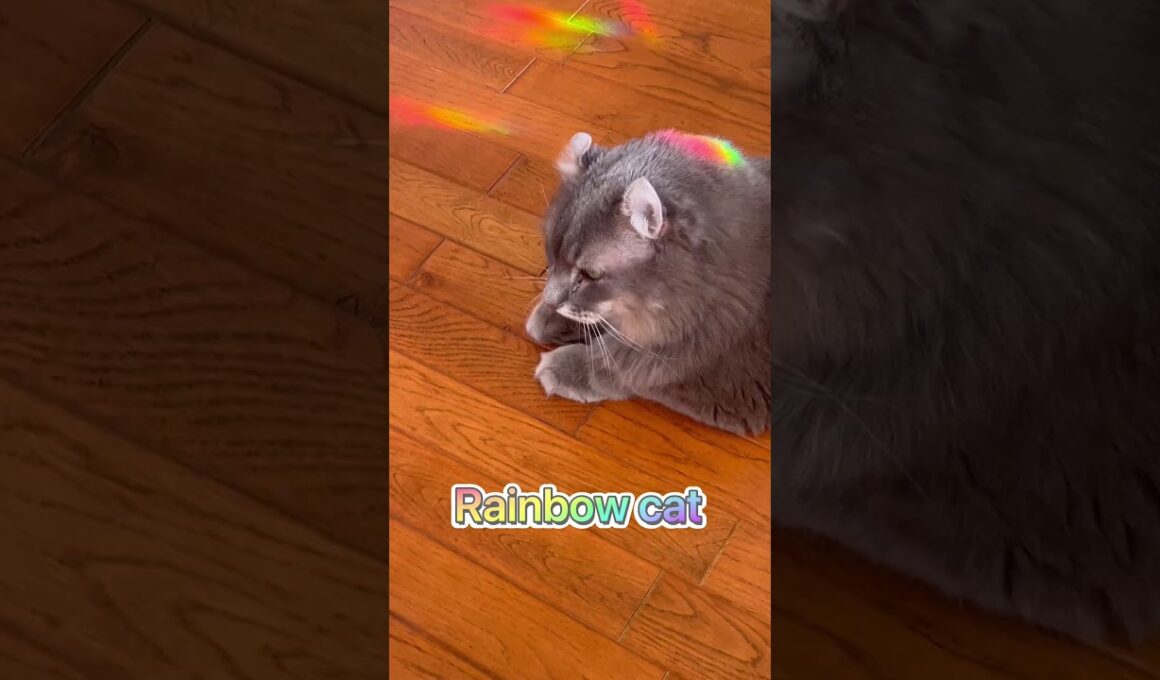 虹と猫 #ねこ動画 #アメリカンカール #catshorts