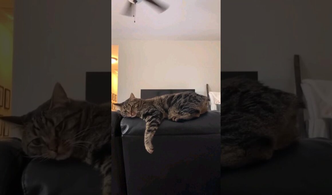 Los gatos Manx y los Maine Coon son animales longevos