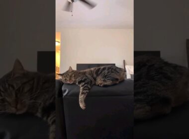 Los gatos Manx y los Maine Coon son animales longevos