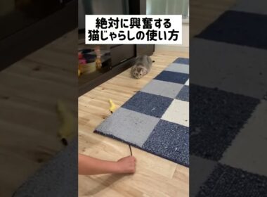 絶対に興奮する猫じゃらしの使い方