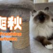 バーマン猫ウリ【爽秋】Refreshing autumn（バーマン猫）Birman/Cat