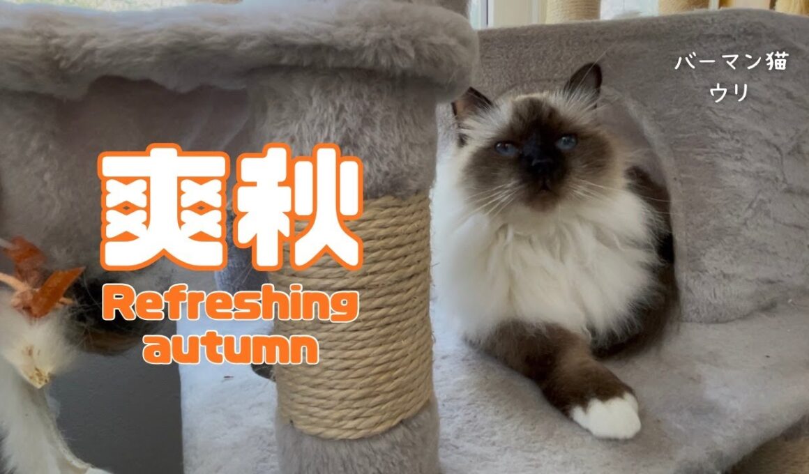 バーマン猫ウリ【爽秋】Refreshing autumn（バーマン猫）Birman/Cat
