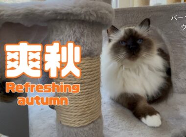 バーマン猫ウリ【爽秋】Refreshing autumn（バーマン猫）Birman/Cat