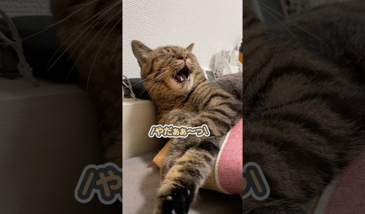 「出かけちゃだめぇっ」と、カバンの上に乗っ大好きなママの外出を阻止する猫