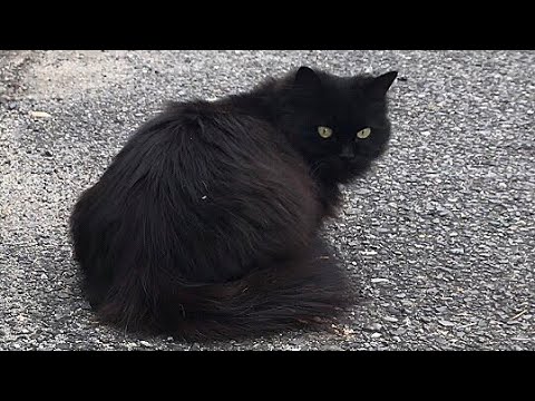 甲高い鳴き声で甘える黒ペルシャ猫 のらねこ家族