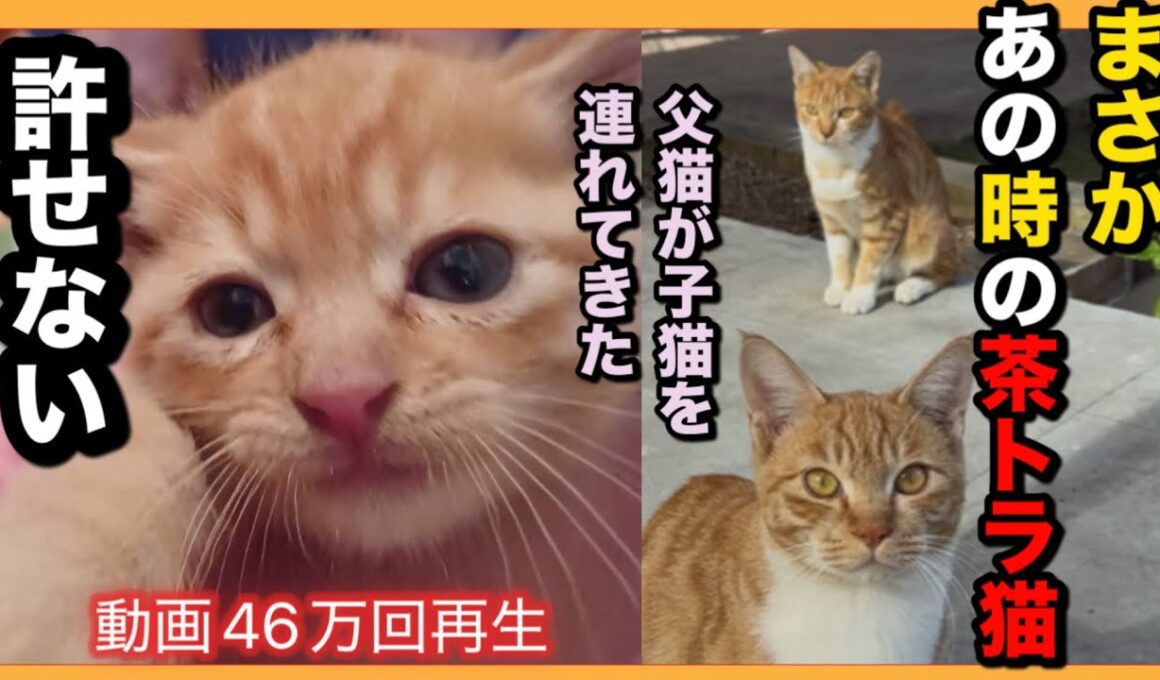 【父猫が子猫を連れてやってきた】まさかの新事実