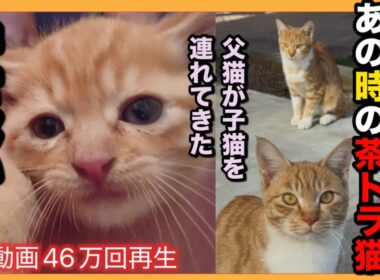 【父猫が子猫を連れてやってきた】まさかの新事実