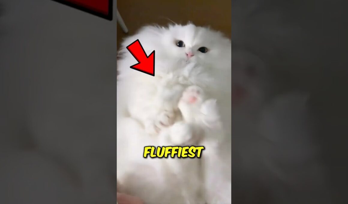 Top 3 Fluffiest Cat Breeds