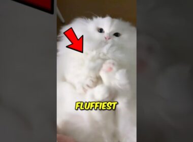 Top 3 Fluffiest Cat Breeds