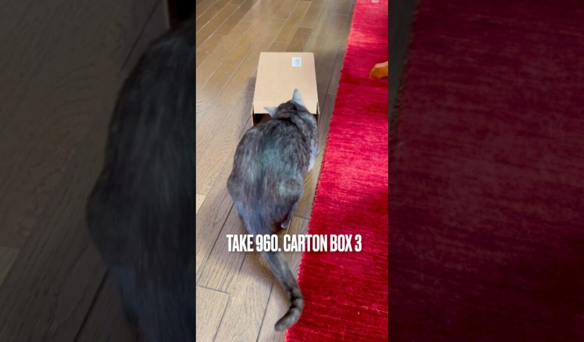 #ダンボール大好き猫 #小さ過ぎて入れない #怖がり猫 #猫のしっぽ #egyptianmaucat #エジプシャンマウ #エジプシャンマウスモーク #エジプシャンマウの仲間たち #shorts