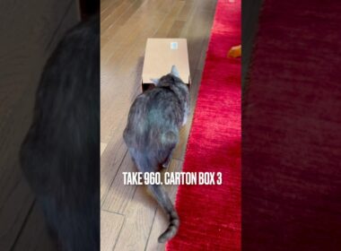 #ダンボール大好き猫 #小さ過ぎて入れない #怖がり猫 #猫のしっぽ #egyptianmaucat #エジプシャンマウ #エジプシャンマウスモーク #エジプシャンマウの仲間たち #shorts