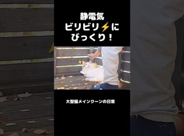 今日のセテさん #メインクーン #ノルウェージャンフォレストキャット #大型猫 #猫のいる暮らし #shorts #cat #mainecoon #catshorts​