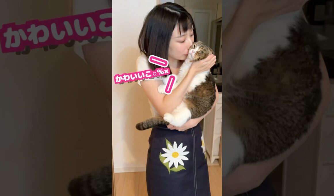 撮影に気づかず油断しているママをうっかり撮影した妹 #うま次郎 #ぽこ太郎 #ねこ #ネコ #cat #猫 #猫のいる暮らし #日常