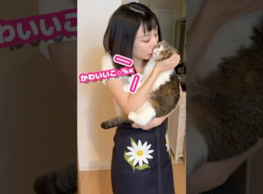 撮影に気づかず油断しているママをうっかり撮影した妹 #うま次郎 #ぽこ太郎 #ねこ #ネコ #cat #猫 #猫のいる暮らし #日常