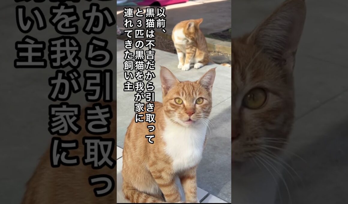 【子猫を連れて現れた父猫は元飼い猫でした】捨てられた茶トラ親子 #ねこ動画 #保護猫 #かしわねこ #ほごねこ #子ネコ #cat #動物プロダクション #ネコ  #かわいい #かわいい猫