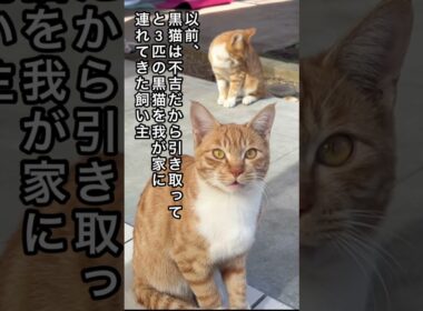 【子猫を連れて現れた父猫は元飼い猫でした】捨てられた茶トラ親子 #ねこ動画 #保護猫 #かしわねこ #ほごねこ #子ネコ #cat #動物プロダクション #ネコ  #かわいい #かわいい猫