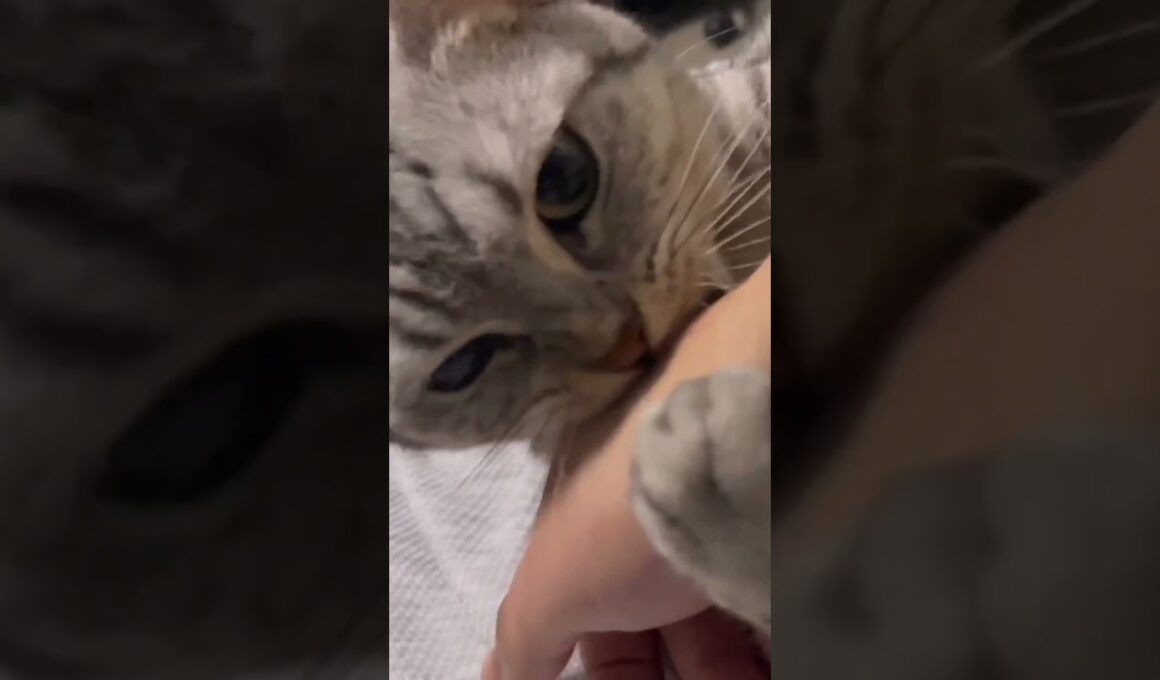 【閲覧注意】究極のかまってちゃん猫がいるとこうなります...笑 #shorts