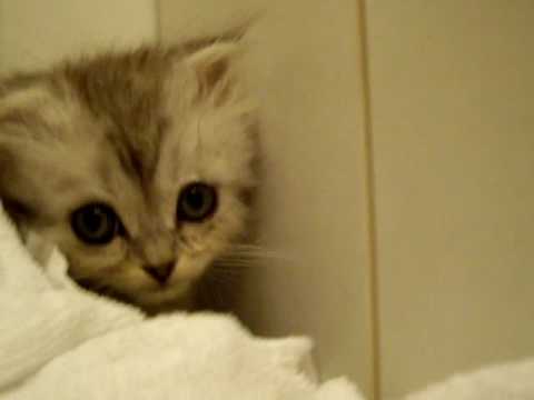 ロングスコティッシュホールドシルバー君