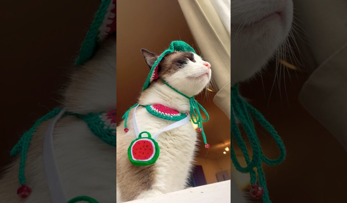 猫の平熱って36.5なの？ #cat #猫のいる暮らし #ラバーガールショートコント