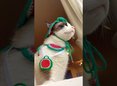 猫の平熱って36.5なの？ #cat #猫のいる暮らし #ラバーガールショートコント