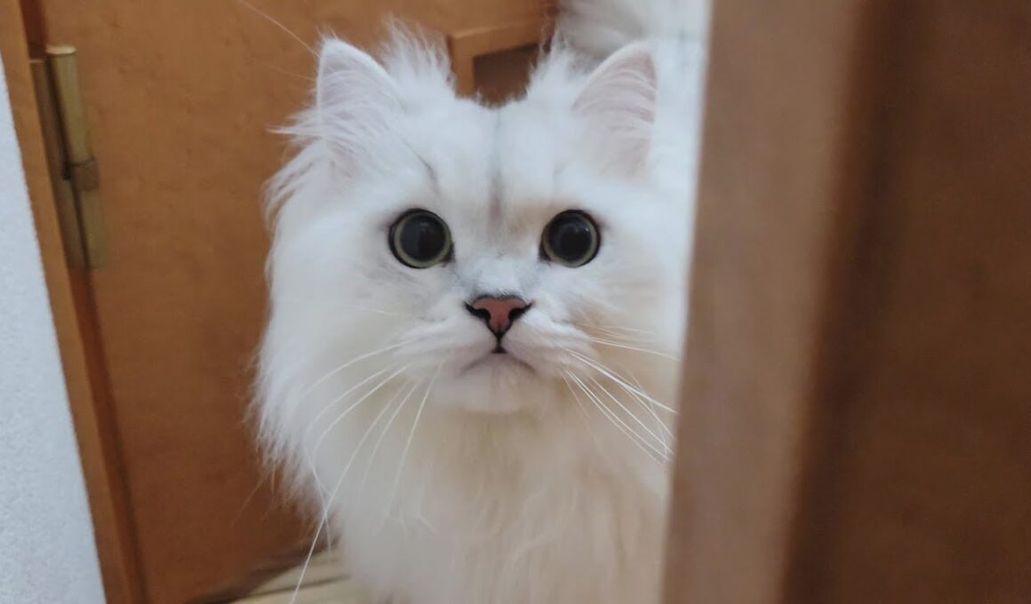 不安になっちゃうペルシャ猫。飼い主が髪を染めてたら...