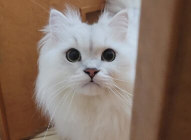 不安になっちゃうペルシャ猫。飼い主が髪を染めてたら...