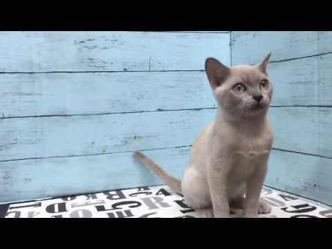 ペットショップCOO&RIKU　NO 327401　トンキニーズ