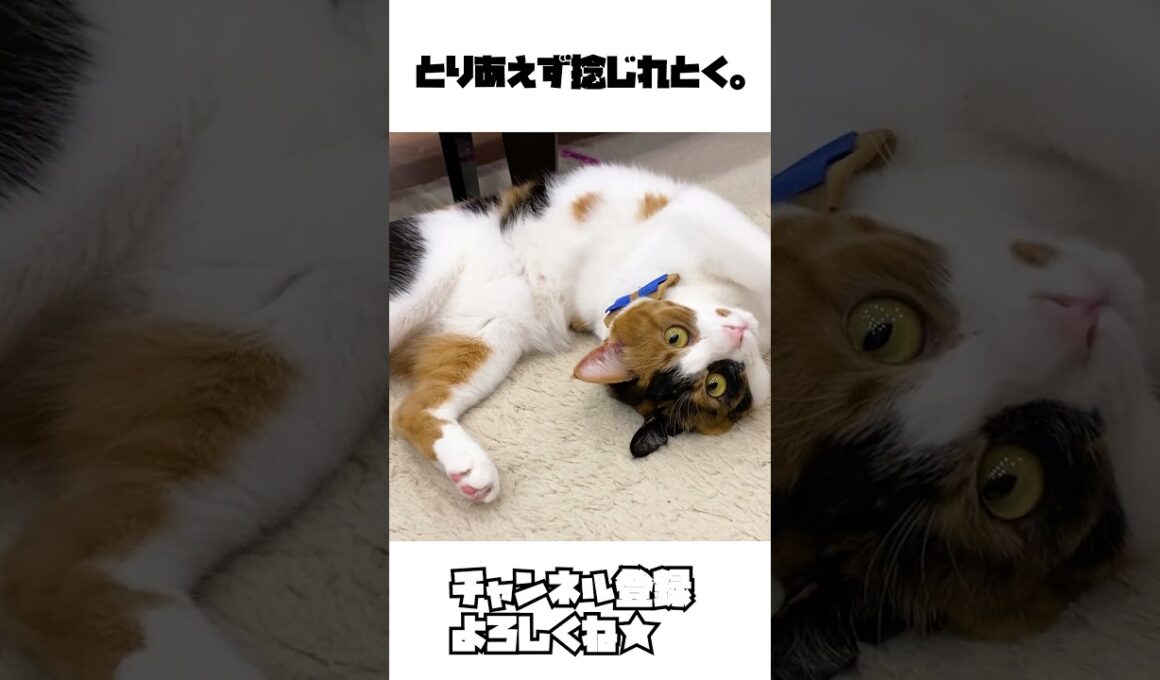 構ってちゃん失敗し悔しさから捻じれるねこ。#shorts #猫